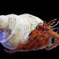 Dardanus megistos 3-5 cm