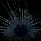 Diadema savignyi 6-10 cm