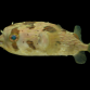 Diodon holocanthus 8-12 cm
