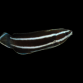 Diproctacanthus xanthurus 4-5cm