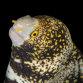 Echidna nebulosa 20-30 cm