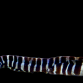 Echidna polyzona 20-30 cm