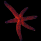 Echinaster luzonicus 8-10 cm Rouge