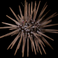 Echinometra mathaei 5-6 cm