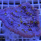 Echinophyllia aspera yellow spotted
