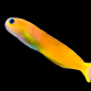 Ecsenius midas M
