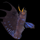 Emblemarias hypacanthus 4-5cm