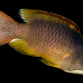 Epibulus insidiator Femelle 12-15 cm Brune