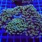 Euphyllia paraancora blue light 01