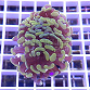 Euphyllia paraancora yellow