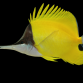 Forcipiger flavissimus 10-15 cm