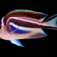 Genicanthus bellus Femelle 5-8 cm