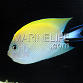 Genicanthus melanospilos Femelle M