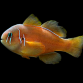 Gobiodon citrinus 3-5cm