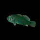 Gobiodon histrio 2-3cm