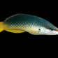 Gomphosus caeruleus Femelle 4-7 cm Beige