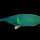 Gomphosus caeruleus M&acirc;le 15-20 cm Vert