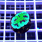 Goniastrea spp