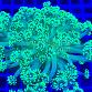 Goniopora stokesi Green fusion 03