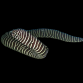 Gymnomuraena zebra 30-50 cm
