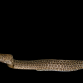 Gymnothorax pictus 30-50 cm