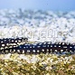 Gymnothorax prionodon