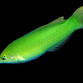 Halichoeres chloropterus Femelle 5-8 cm
