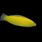 Halichoeres chrysus Femelle 4-6 cm