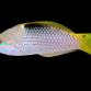 Halichoeres hortulanus 4-5 cm