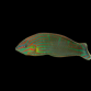Halichoeres melanurus M&acirc;le 5-7cm