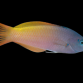Halichoeres prosopeion 6-8cm