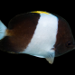 Hemitaurichthys zoster 7-10cm