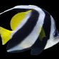 Heniochus acuminatus 6-10 cm