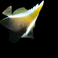 Heniochus varius 6-10 cm
