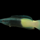 Labroides bicolor M