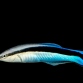 Labroides dimidiatus 3-5cm