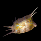 Lactoria cornuta 4-6 cm