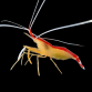 Lysmata amboinensis 3-4cm