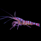 Lysmata kuekenthali 4-5 cm