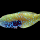 Macropharyngodon bipartitus bipartitus M