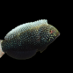 Macropharyngodon negrosensis 4-6 cm