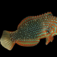 Macropharyngodon ornatus 5-8 cm