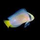 Manonichthys splendens 4-5 cm