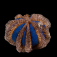 Mespilia globulus 4-6 cm