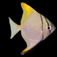 Monodactylus argenteus 6-8 cm