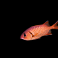 Myripristis murdjan 10-15 cm