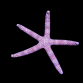 Nardoa tuberculata 8-10cm