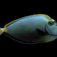 Naso elegans Juv&eacute;nile 5-8 cm