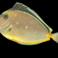 Naso lituratus 8-10cm
