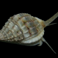Nassarius spp. 3-4 cm